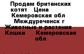 Продам британских котят › Цена ­ 2 000 - Кемеровская обл., Междуреченск г. Животные и растения » Кошки   . Кемеровская обл.